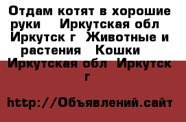 Отдам котят в хорошие руки  - Иркутская обл., Иркутск г. Животные и растения » Кошки   . Иркутская обл.,Иркутск г.